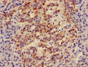 IRS2 / IRS-2 Antibody - Immunohistochemistry of paraffin-embedded human pancreatic tissue at dilution of 1:100