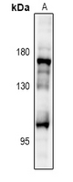 IRS2 / IRS-2 Antibody - Western blot analysis of IRS2 expression in HEK293T (A) whole cell lysates.