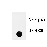 IRS2 / IRS-2 Antibody - Dot blot of anti-Phospho-IRS2-pY978 Antibody on nitrocellulose membrane. 50ng of Phospho-peptide or Non Phospho-peptide per dot were adsorbed. Antibody working concentrations are 0.5ug per ml.