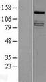 IRS4 Protein - Western validation with an anti-DDK antibody * L: Control HEK293 lysate R: Over-expression lysate