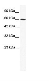 IRX1 Antibody - HepG2 Cell Lysate.  This image was taken for the unconjugated form of this product. Other forms have not been tested.