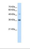 IRX1 Antibody - HepG2 cell lysate. Antibody concentration: 5.0 ug/ml. Gel concentration: 12%.  This image was taken for the unconjugated form of this product. Other forms have not been tested.