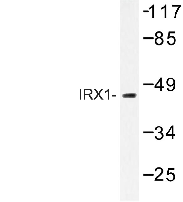 IRX1 Antibody - Western blot of IRX1 (D231) pAb in extracts from LOVO cells.
