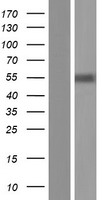IRX1 Protein - Western validation with an anti-DDK antibody * L: Control HEK293 lysate R: Over-expression lysate