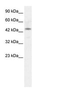IRX2 Antibody - HepG2 Cell Lysate.  This image was taken for the unconjugated form of this product. Other forms have not been tested.