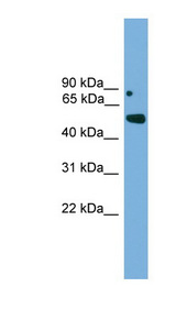 IRX5 Antibody - IRX5 antibody Western blot of NIH3T3 cell lysate. This image was taken for the unconjugated form of this product. Other forms have not been tested.