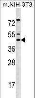 IRX5 Antibody - IRX5 Antibody western blot of mouse NIH-3T3 cell line lysates (35 ug/lane). The IRX5 antibody detected the IRX5 protein (arrow).
