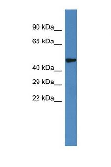 IRX6 Antibody - IRX6 antibody Western blot of Rat Muscle lysate. Antibody concentration 1 ug/ml.  This image was taken for the unconjugated form of this product. Other forms have not been tested.