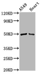 IRX6 Antibody - Western Blot Positive WB detected in: A549 whole cell lysate, Rat heart tissue All Lanes: IRX6 antibody at 3.8µg/ml Secondary Goat polyclonal to rabbit IgG at 1/50000 dilution Predicted band size: 49 KDa Observed band size: 49 KDa
