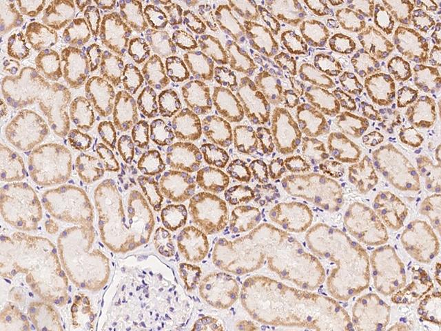 IRX6 Antibody - Immunochemical staining of human IRX6 in human kidney with rabbit polyclonal antibody at 1:500 dilution, formalin-fixed paraffin embedded sections.