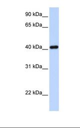 IRX6 Antibody - 293T cell lysate. Antibody concentration: 1.0 ug/ml. Gel concentration: 12%.  This image was taken for the unconjugated form of this product. Other forms have not been tested.