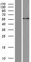 IRX6 Protein - Western validation with an anti-DDK antibody * L: Control HEK293 lysate R: Over-expression lysate