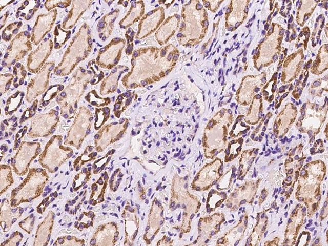 ISA2 / ISCA2 Antibody - Immunochemical staining of human ISCA2 in human kidney with rabbit polyclonal antibody at 1:100 dilution, formalin-fixed paraffin embedded sections.