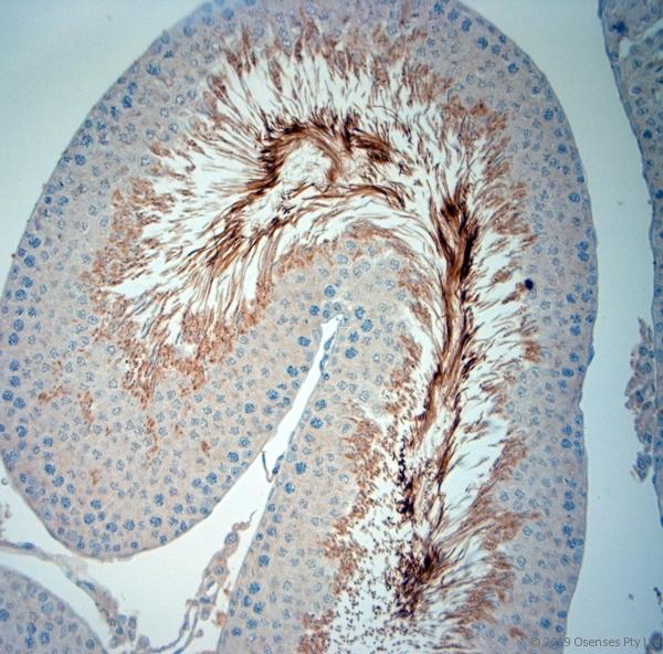 ISA2 / ISCA2 Antibody - IHC-P on paraffin sections of rat testis. The animal was perfused using Autoperfuser at a pressure of 130 mmHg with 300 ml 4% FA being processed for paraffin embedding. HIER: Tris-EDTA, pH 9 for 20 min using Thermo PT Module. Blocking: 0.2% LFDM in TBST filtered through 0.2 µm. Detection was done using Novolink HRP polymer from Leica following manufacturers instructions; DAB chromogen: Candela DAB chromogen. Primary antibody: dilution 1:1000, incubated 30 min at RT using Autostainer. Sections were counterstained with Harris Hematoxylin.