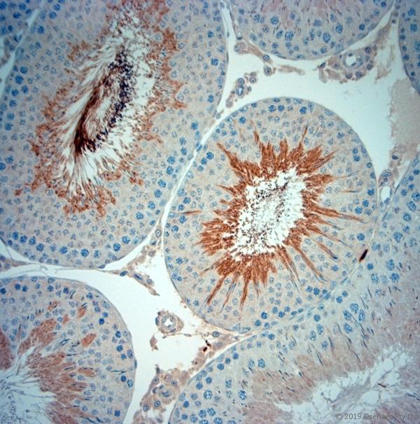 ISA2 / ISCA2 Antibody - IHC-P on paraffin sections of rat testis. The animal was perfused using Autoperfuser at a pressure of 130 mmHg with 300 ml 4% FA being processed for paraffin embedding. HIER: Tris-EDTA, pH 9 for 20 min using Thermo PT Module. Blocking: 0.2% LFDM in TBST filtered through 0.2 µm. Detection was done using Novolink HRP polymer from Leica following manufacturers instructions; DAB chromogen: Candela DAB chromogen. Primary antibody: dilution 1:1000, incubated 30 min at RT using Autostainer. Sections were counterstained with Harris Hematoxylin.