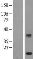 ISCA1 Protein - Western validation with an anti-DDK antibody * L: Control HEK293 lysate R: Over-expression lysate
