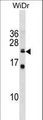 ISCU Antibody - ISCU Antibody western blot of WiDr cell line lysates (35 ug/lane). The ISCU antibody detected the ISCU protein (arrow).