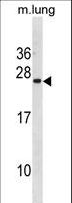 ISCU Antibody - ISCU Antibody western blot of mouse lung tissue lysates (35 ug/lane). The ISCU antibody detected the ISCU protein (arrow).