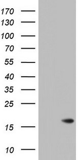 ISCU Antibody - HEK293T cells were transfected with the pCMV6-ENTRY control (Left lane) or pCMV6-ENTRY ISCU (Right lane) cDNA for 48 hrs and lysed. Equivalent amounts of cell lysates (5 ug per lane) were separated by SDS-PAGE and immunoblotted with anti-ISCU.