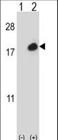 ISG15 Antibody - Western blot of ISG15 (arrow) using rabbit polyclonal ISG15 Antibody (C-term N151). 293 cell lysates (2 ug/lane) either nontransfected (Lane 1) or transiently transfected (Lane 2) with the ISG15 gene.