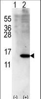 ISG15 Antibody - Western blot of ISG15(arrow) using rabbit polyclonal ISG15 Antibody (Center R87). 293 cell lysates (2 ug/lane) either nontransfected (Lane 1) or transiently transfected with ISG15 gene (Lane 2) (Origene Technologies).