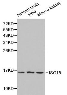 ISG15 Antibody - Western blot of ISG15 pAb in extracts from Human brain tissue, hela cells and mouse kidney tissue.