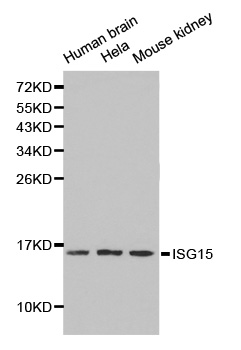 ISG15 Antibody - Western blot analysis of extracts of various cell lines.