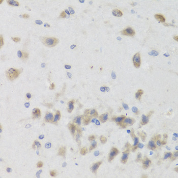 ISG15 Antibody - Immunohistochemistry of paraffin-embedded mouse brain using ISG15 Antibodyat dilution of 1:100 (40x lens).