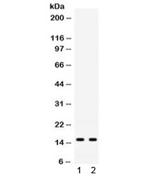 ISG15 Antibody
