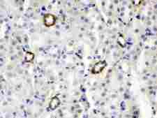 ISG15 Antibody - ISG15 was detected in paraffin-embedded sections of mouse kidney tissues using rabbit anti- ISG15 Antigen Affinity purified polyclonal antibody