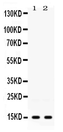 ISG15 Antibody - Western blot - Anti-ISG15/Ucrp Picoband Antibody