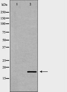 ISG15 Antibody - Western blot analysis of HepG2 cell lysates using ISG15 antibody. The lane on the left is treated with the antigen-specific peptide.