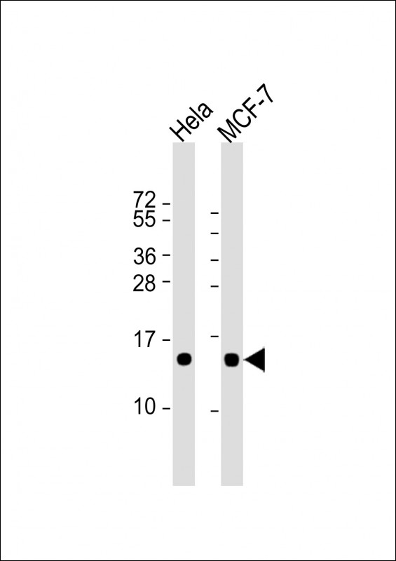 ISG15 Antibody - All lanes: Anti-ISG15 Antibody (N-term)) at 1:8000 dilution Lane 1: Hela whole cell lysate Lane 2: MCF-7 whole cell lysate Lysates/proteins at 20 µg per lane. Secondary Goat Anti-mouse IgG, (H+L), Peroxidase conjugated at 1/10000 dilution. Predicted band size: 18 kDa Blocking/Dilution buffer: 5% NFDM/TBST.