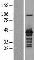 ISG20L2 Protein - Western validation with an anti-DDK antibody * L: Control HEK293 lysate R: Over-expression lysate