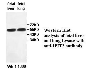 ISG54 / IFIT2 Antibody