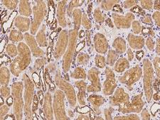 ISG54 / IFIT2 Antibody - Immunochemical staining of human IFIT2 in human kidney with rabbit polyclonal antibody at 1:100 dilution, formalin-fixed paraffin embedded sections.
