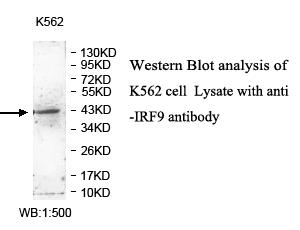 ISGF3 / IRF9 Antibody
