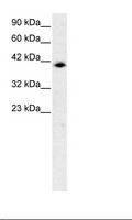 ISGF3 / IRF9 Antibody - HepG2 Cell Lysate.  This image was taken for the unconjugated form of this product. Other forms have not been tested.