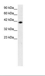 ISGF3 / IRF9 Antibody - HepG2 Cell Lysate.  This image was taken for the unconjugated form of this product. Other forms have not been tested.