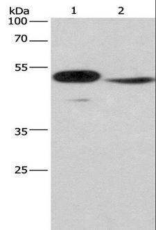 ISGF3 / IRF9 Antibody - Western blot analysis of Mouse pancreas tissue and NIH/3T3 cell, using IRF9 Polyclonal Antibody at dilution of 1:380.