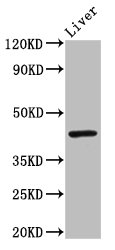 ISGF3 / IRF9 Antibody - Positive Western Blot detected in Mouse liver tissue. All lanes: IRF9 antibody at 3 µg/ml Secondary Goat polyclonal to rabbit IgG at 1/50000 dilution. Predicted band size: 44 KDa. Observed band size: 44 KDa