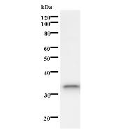 ISL2 / Islet 2 Antibody - Western blot analysis of immunized recombinant protein, using anti-ISL2 monoclonal antibody.
