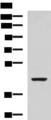 ISL2 / Islet 2 Antibody - Western blot analysis of SP20 cell lysate  using ISL2 Polyclonal Antibody at dilution of 1:800