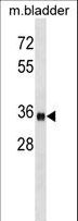 ISLET-1 / ISL1 Antibody - ISL1 Antibody western blot of mouse bladder tissue lysates (35 ug/lane). The ISL1 antibody detected the ISL1 protein (arrow).