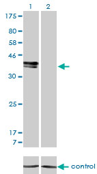 ISLET-1 / ISL1 Antibody - Western blot analysis of ISL1 over-expressed 293 cell line, cotransfected with ISL1 Validated Chimera RNAi (Lane 2) or non-transfected control (Lane 1). Blot probed with ISL1 monoclonal antibody (M01), clone 1A3 . GAPDH ( 36.1 kDa ) used as specificity and loading control.