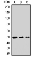ISLET-1 / ISL1 Antibody