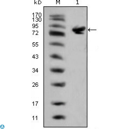 ISLET-1 / ISL1 Antibody - Western Blot (WB) analysis using Islet-1 Monoclonal Antibody against full-length Islet-1 (aa1-349)-hIgGFc transfected HEK293 cell lysate(1).
