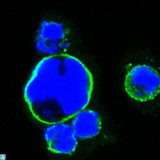 ISLET-1 / ISL1 Antibody - Confocal Immunofluorescence (IF) analysis of HEK293 cells trasfected with full-length Islet-1-hIgGFc using Islet-1 Monoclonal Antibody (green). Blue: DRAQ5 fluorescent DNA dye.