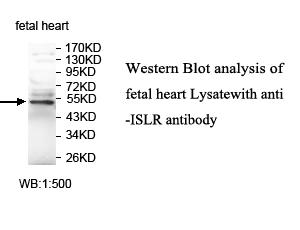 ISLR Antibody