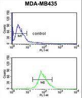 ISLR Antibody - ISLR Antibody flow cytometry of MDA-MB435 cells (bottom histogram) compared to a negative control cell (top histogram). FITC-conjugated goat-anti-rabbit secondary antibodies were used for the analysis.